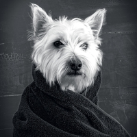 Buy canvas prints of West Highlands White Terrier by Edward Fielding