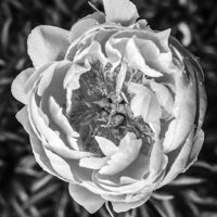 Buy canvas prints of Peony flower in black and white by Edward Fielding