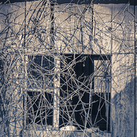 Buy canvas prints of Old shack covered in twisty vines by Edward Fielding