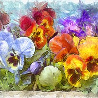 Buy canvas prints of Flower Box Full of Pansy Pencil by Edward Fielding