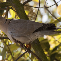 Buy canvas prints of Collared Dove by Michael Crawford