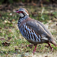Buy canvas prints of Red Legged Partridge by Michael Crawford