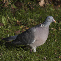 Buy canvas prints of Wood Pigeon by Michael Crawford
