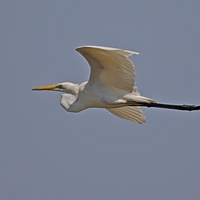 Buy canvas prints of  Great Egret (Ardea alba) by Michael Crawford