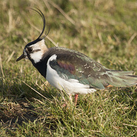 Buy canvas prints of Northern Lapwing (Vanellus vanellus) by Michael Crawford