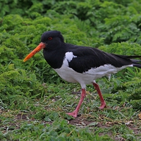 Buy canvas prints of  Eurasian Oyster Catcher ( Haematopus ostralegus) by Michael Crawford