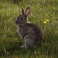 Buy canvas prints of Rabbit posing for the camera at Elmley Nature Rese by Michael Crawford