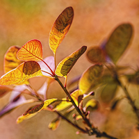 Buy canvas prints of  Backlit leaves with texture by John Boud