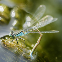 Buy canvas prints of Blue  Damselfly laying eggs by John Boud