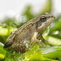 Buy canvas prints of Froglet of Common Frog  Rana temporaria  by John Boud