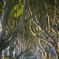 Buy canvas prints of  The Dark Hedges by Brian Jannsen