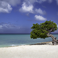 Buy canvas prints of Aruba Tree  by Brian Jannsen
