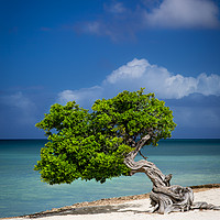 Buy canvas prints of Lone Tree in Aruba by Brian Jannsen