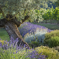 Buy canvas prints of Olive Tree in French Garden by Brian Jannsen