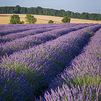 Buy canvas prints of Lavender in the Cotswolds by Brian Jannsen