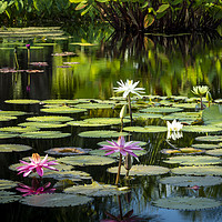 Buy canvas prints of Water Lilies by Brian Jannsen