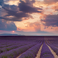 Buy canvas prints of Lavender Field at Sunset II by Brian Jannsen