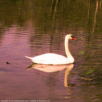 Buy canvas prints of Posing Swan by Ann Biddlecombe