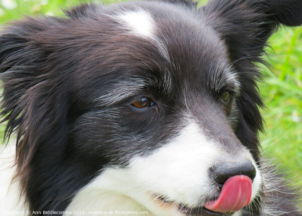 A close up of a Collie Picture Board by Ann Biddlecombe