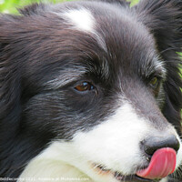 Buy canvas prints of A close up of a Collie by Ann Biddlecombe