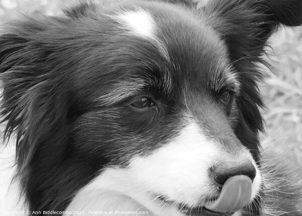 A close up of a Collie in monochrome Picture Board by Ann Biddlecombe