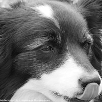 Buy canvas prints of A close up of a Collie in monochrome by Ann Biddlecombe