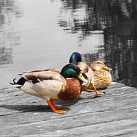 Buy canvas prints of Ducks resting on the pontoon in spot colour by Ann Biddlecombe