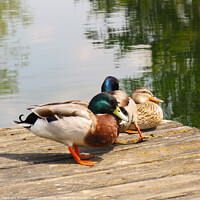 Buy canvas prints of Ducks resting on the pontoon by Ann Biddlecombe
