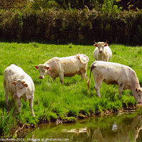 Buy canvas prints of white cows in green field by Ann Biddlecombe