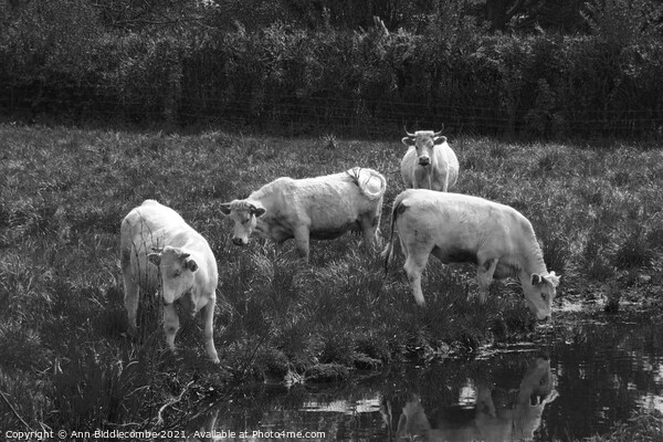white cows in green field in monochrome Picture Board by Ann Biddlecombe
