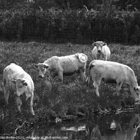 Buy canvas prints of white cows in green field in monochrome by Ann Biddlecombe
