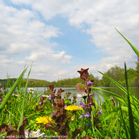 Buy canvas prints of Wild flowers around the lake by Ann Biddlecombe