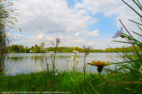 Wild flowers around the Cappy lake Picture Board by Ann Biddlecombe