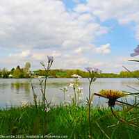 Buy canvas prints of Wild flowers around the Cappy lake by Ann Biddlecombe