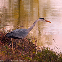 Buy canvas prints of Beautiful Heron looking for fish by Ann Biddlecombe