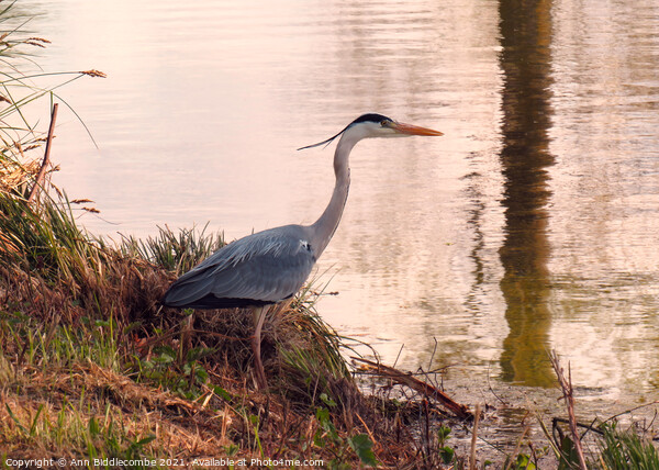 Beautiful Heron looking in the Somme canal Picture Board by Ann Biddlecombe