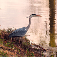 Buy canvas prints of Beautiful Heron looking in the Somme canal by Ann Biddlecombe