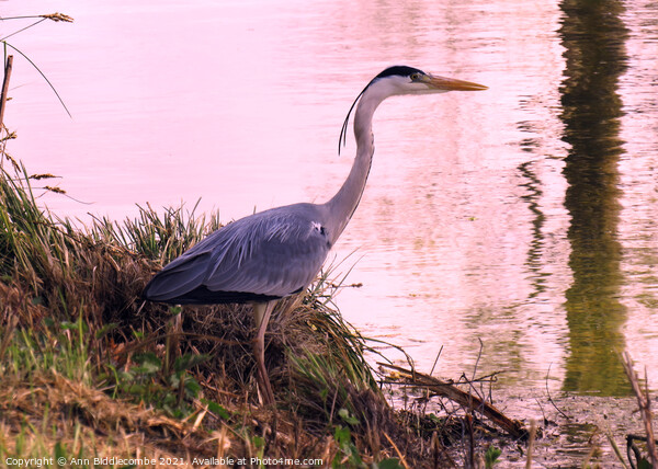 Heron by the waters edge Picture Board by Ann Biddlecombe
