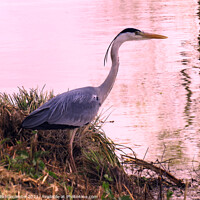 Buy canvas prints of Heron by the waters edge by Ann Biddlecombe