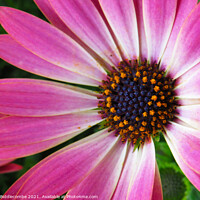 Buy canvas prints of Pink daisy by Ann Biddlecombe