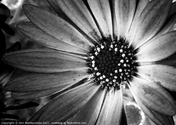 monochrome daisy Picture Board by Ann Biddlecombe