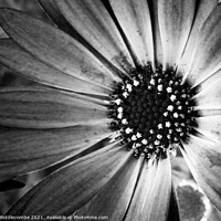 Buy canvas prints of monochrome daisy by Ann Biddlecombe