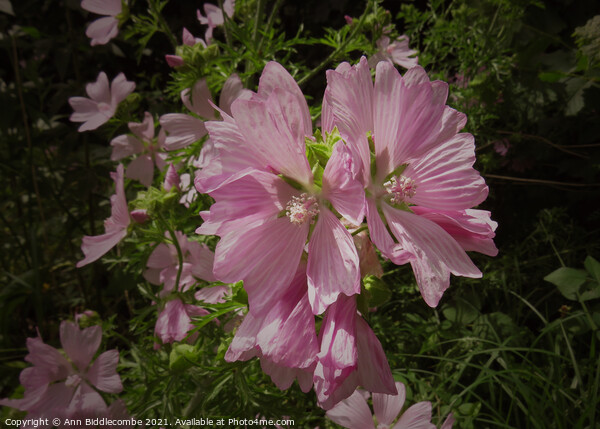 Musk Mallow a pretty wild pink flower Picture Board by Ann Biddlecombe