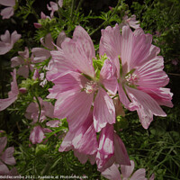Buy canvas prints of Musk Mallow a pretty wild pink flower by Ann Biddlecombe