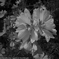 Buy canvas prints of Musk Mallow a pretty wild flower in monochrome by Ann Biddlecombe