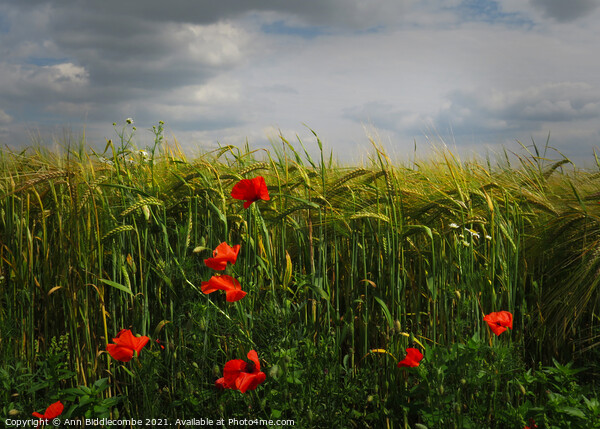 Poppies in the Barley Field Picture Board by Ann Biddlecombe