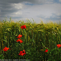 Buy canvas prints of Poppies in the Barley Field by Ann Biddlecombe