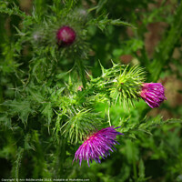 Buy canvas prints of Wild Thistle by Ann Biddlecombe