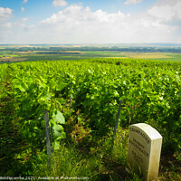 Buy canvas prints of Champagne Grapes of Jacques Rousseaux Grand Cru Ch by Ann Biddlecombe