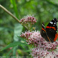 Buy canvas prints of Red Admiral Butterfly Enjoying the tree blossom by Ann Biddlecombe